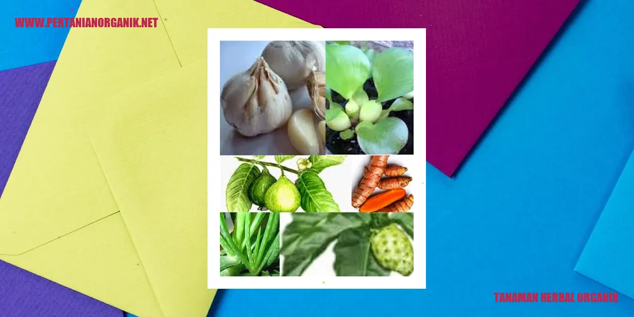 Budidaya Tanaman Herbal Organik