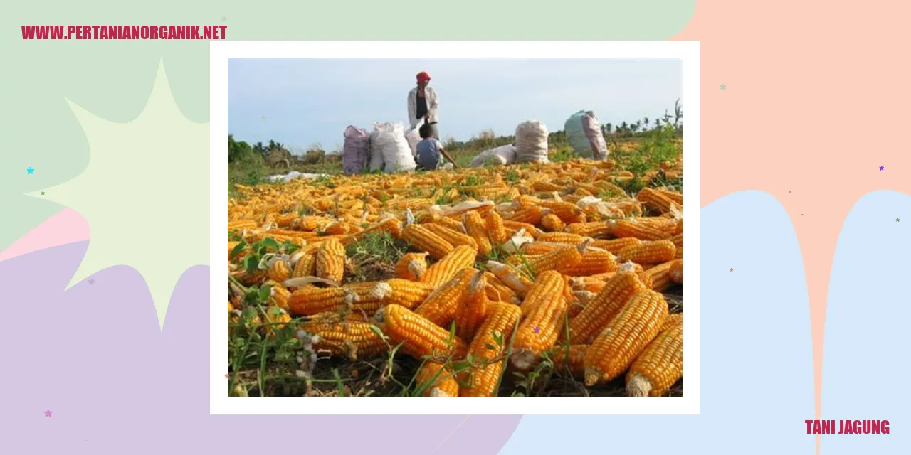 Gambar Jagung