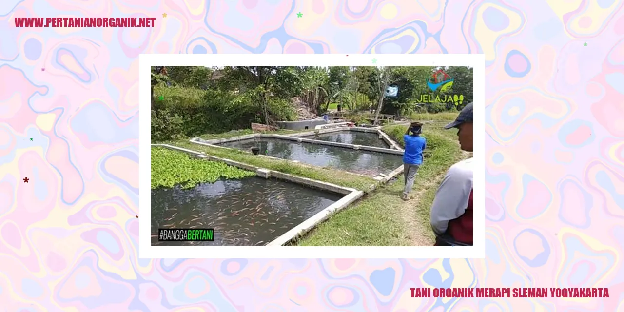 Tani Organik Merapi Sleman Yogyakarta