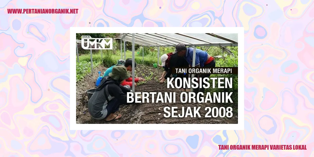 Tani Organik Merapi Varietas Lokal